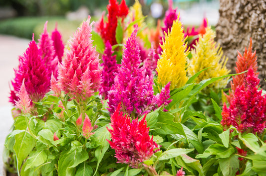 50x Rainbow Celosia Colourful British Cockscomb Plume Garden Flower Seeds