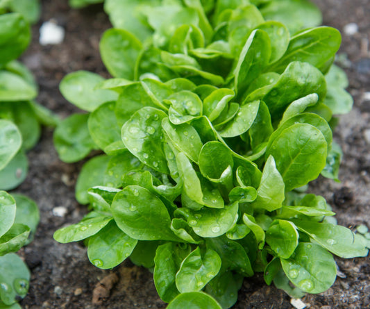 Corn Salad Vert de Cambrai  - 1300x seeds Valerianella locusta - Lettuce Seeds