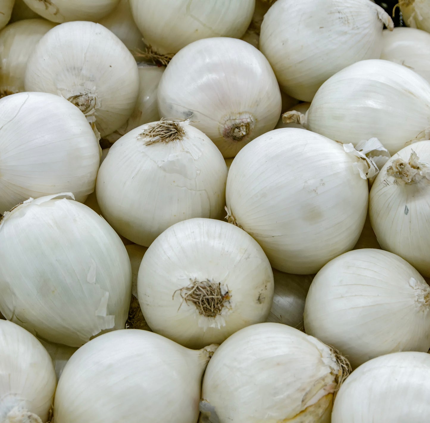 Giant Sweet White Spanish Onion - 100x Seeds - Vegetable