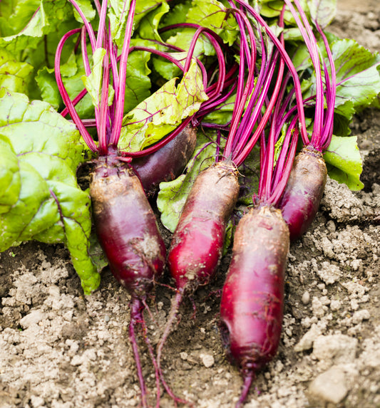 Giant Exhibition Long Beetroot - 140x Seeds - Vegetable