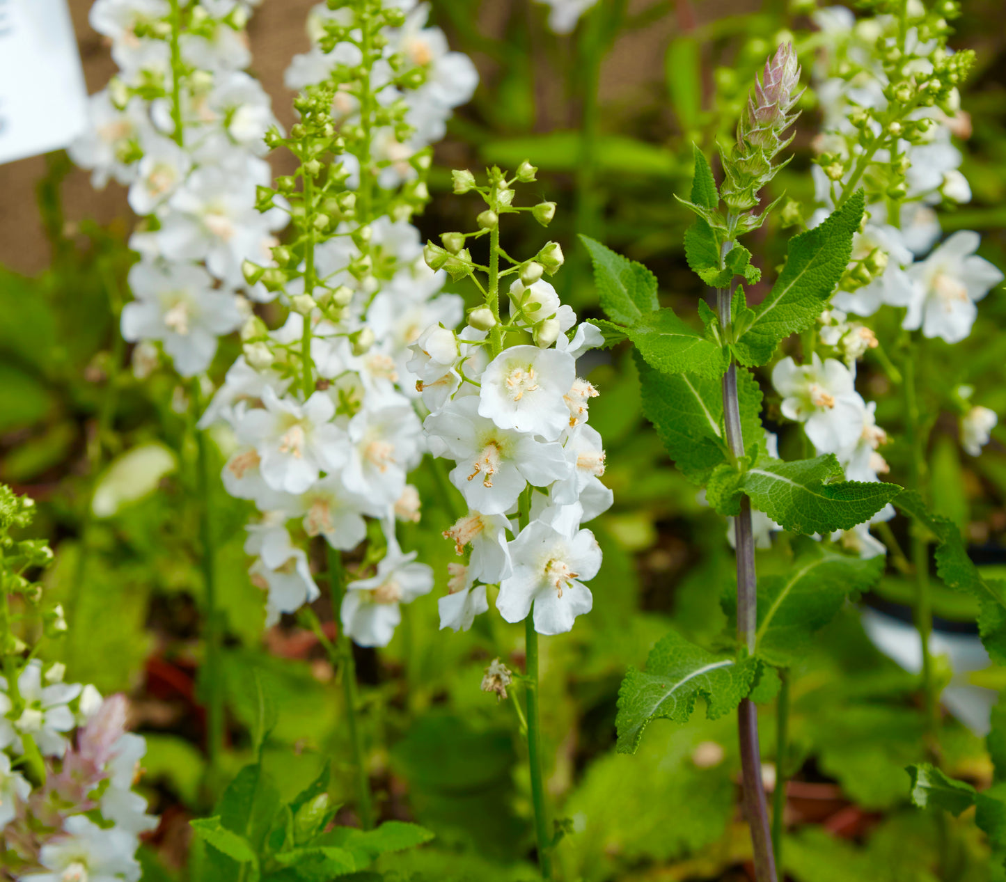 Verbascum Phoeniceum Hybrid Mixed Hardy Perennial Flower - 200x Seeds - Flower