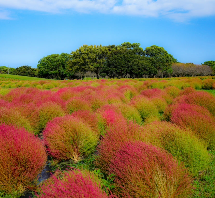 300x Burning Bush Grass Kochia scoparia Trichophylla Seeds – Yorkshire ...