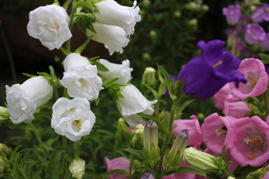 Canterbury Bells Mix - 2100x Seeds - Cup & Saucer Campanula Calycanthema Flower