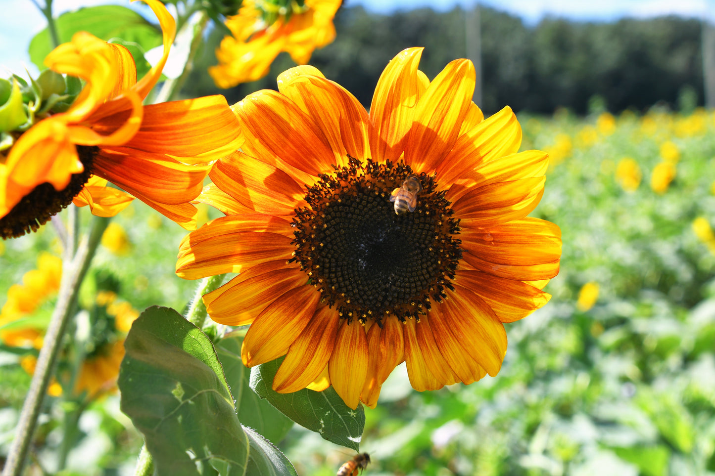 Sunflower Autumn Beauty - 90x Seeds - Flower