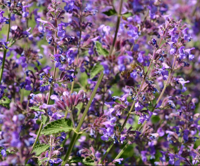 200x Catnip Nepeta Cataria Cat Mint Seeds