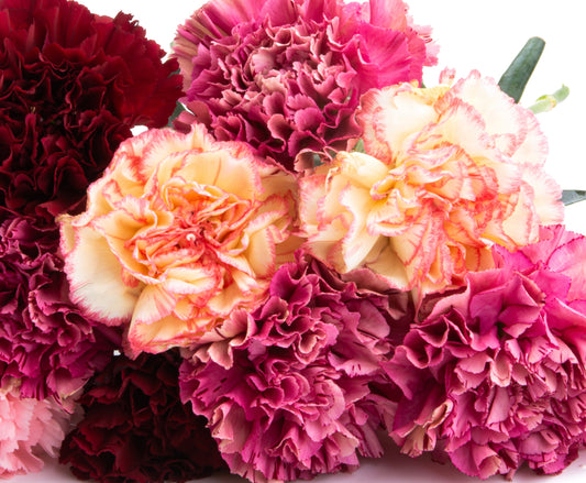 Mixed Carnation Scented Chabaud - 100x Seeds - Flowers