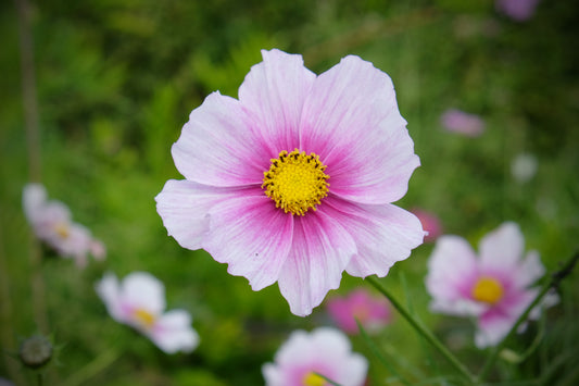 10x Daydream Cosmos Bipinnatus Seeds - Flower