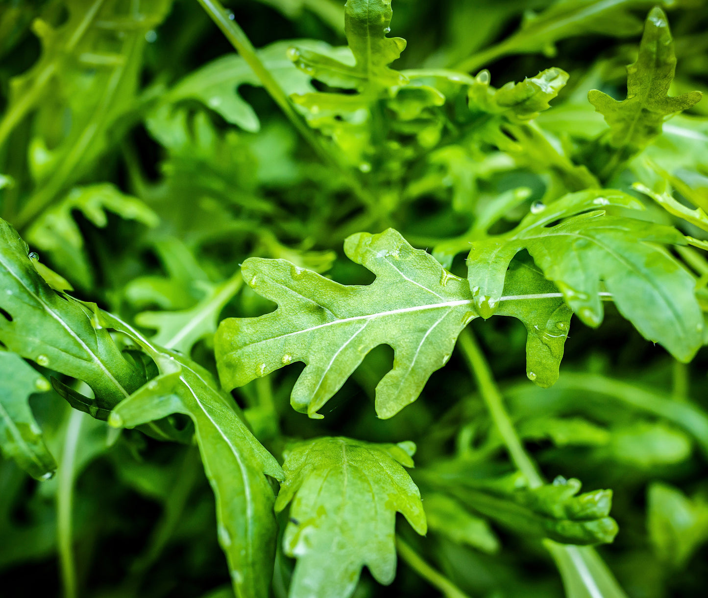 Wild Rocket Salad Seeds Italian Arugula Sylvetta 3000 Seeds