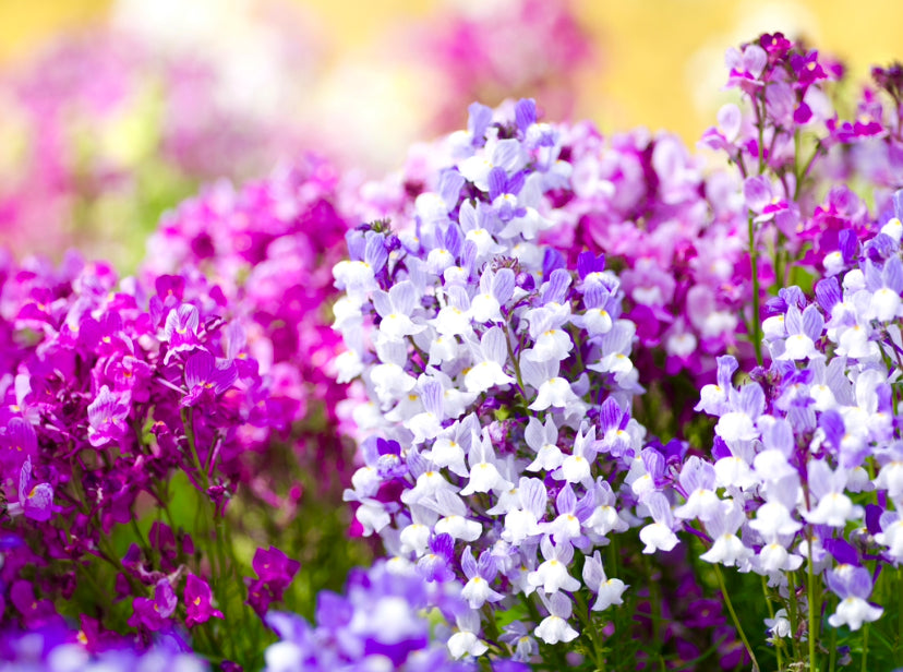 Toadflax Fairy Bouquet - Linaria Maroccana - 18,000x seeds - Flower