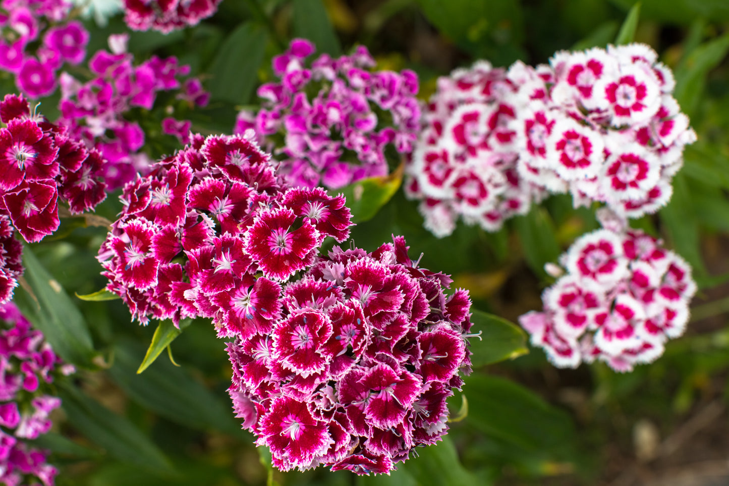 1100x Dwarf Sweet William Pinocchio Mix Seeds - Double - Flowers