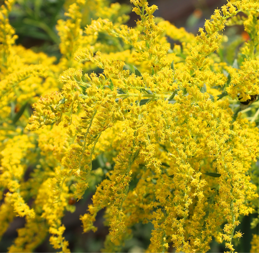 2100x Yellow Spring Golden Rod Solidago Flower Seeds - Perennial