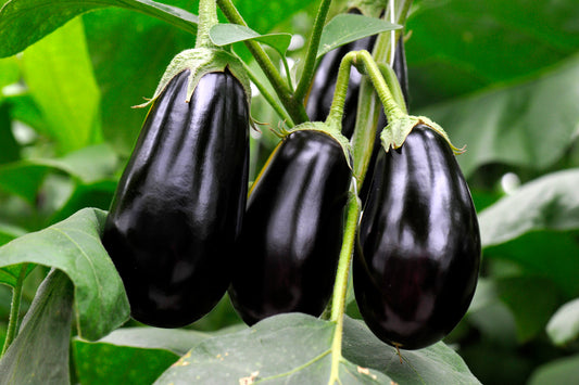 300x Aubergine Black Beauty Seeds - Egg Plant - Vegetable