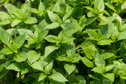 Holy Basil Ocimum Sanctum - 900x Seeds - Herb