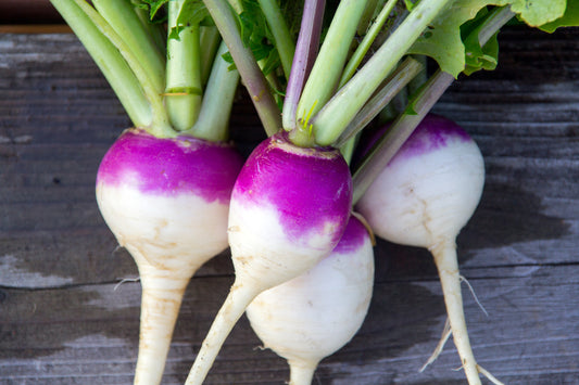 2100x Organic Turnip Purple Top White Globe Seeds - Vegetable