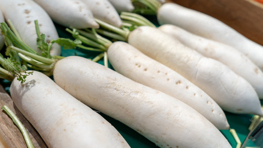 Radish Winter Muncher Bier  1300x Seeds - Vegetable