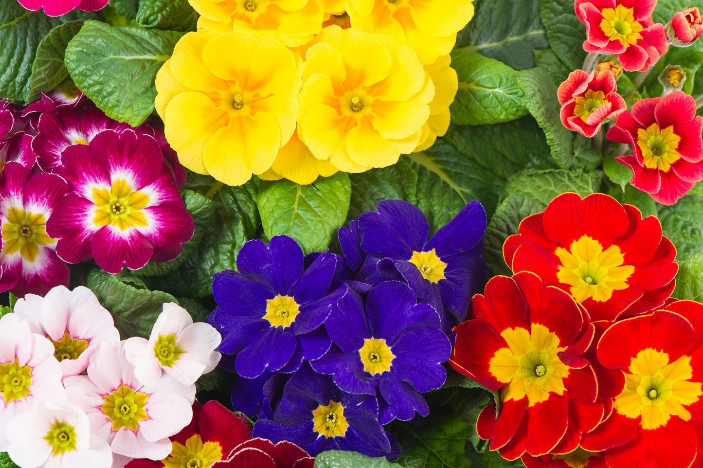 Polyanthus Colossea Mix - 150x Seeds - Flower