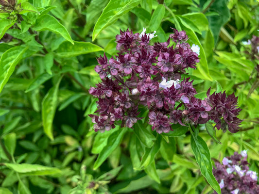 1300x Basil Thai Siam Queen Seeds - Ocimum Basillicum - Herb