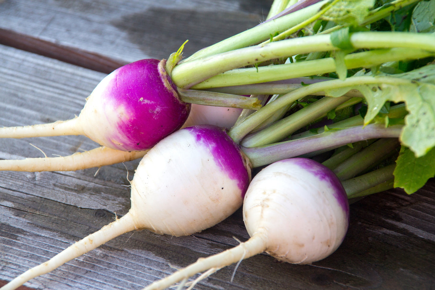 Turnip - Milan Purple - 700x Seeds- Vegetable