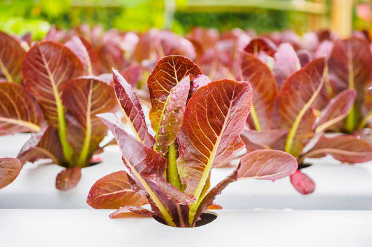 Lettuce Red Romaine Cos - 1000x Seeds - Vegetable