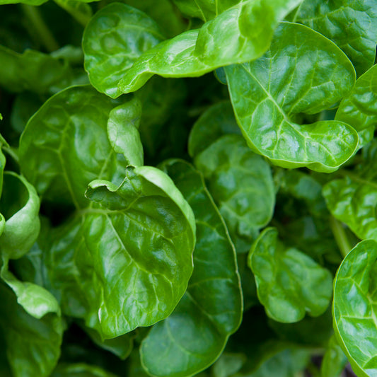 SPINACH PERPETUAL - 200 SEEDS - FINEST SEEDS