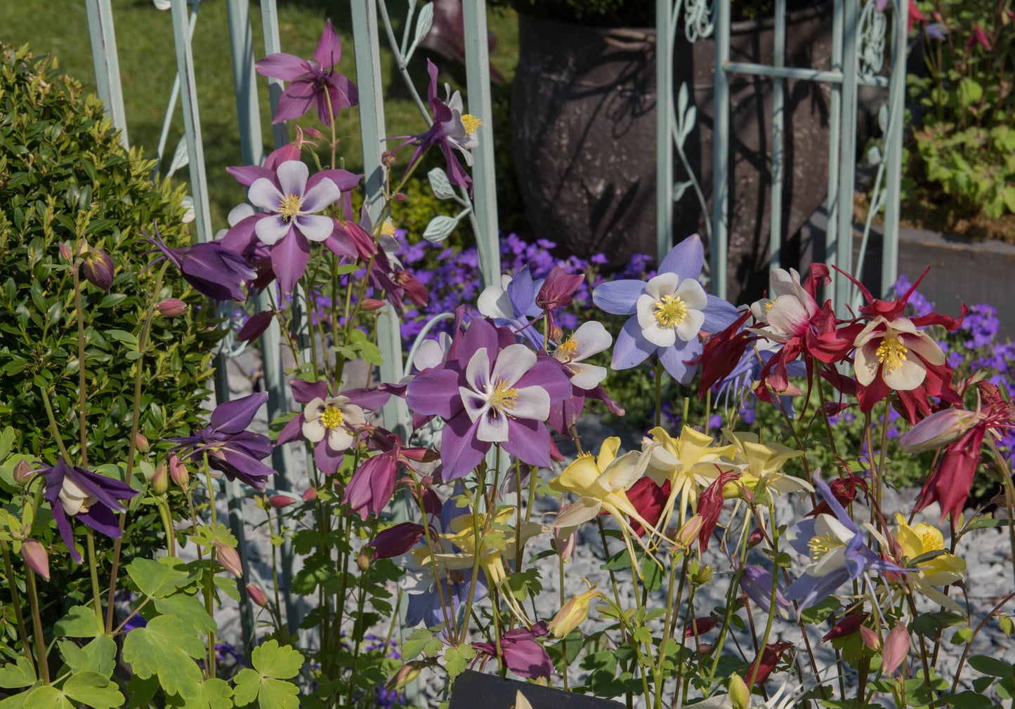 Aquilegia Columbine Mckanas Giant Mix - 200x seeds - Flower