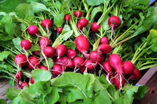 1000 x Radish Cherry Belle Seeds Fast Growing Finest Quality Vegetable Seeds