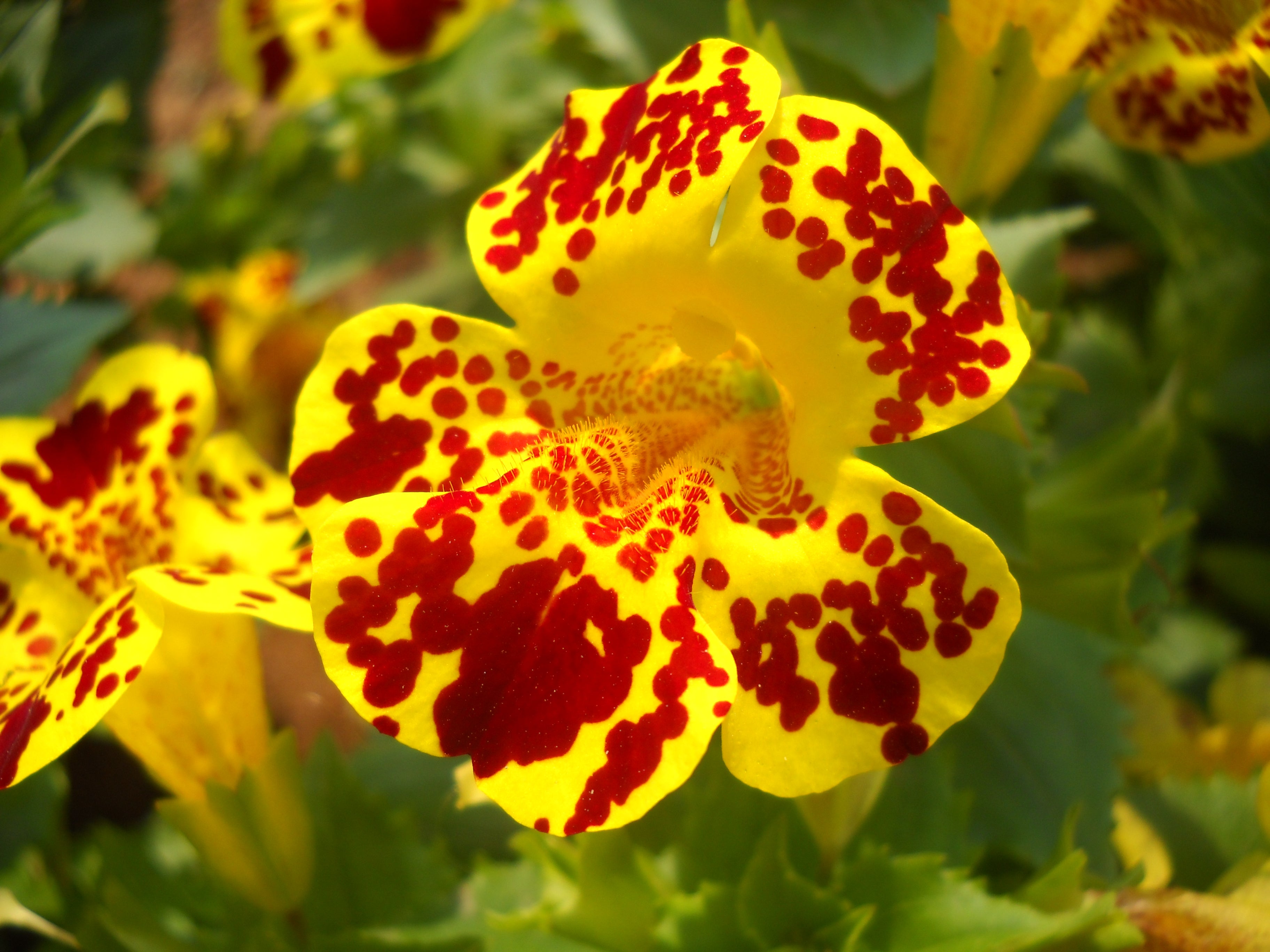 Mimulus Tigrinus 12,500x Monkey Flower Seeds - Mix – Yorkshire Seeds