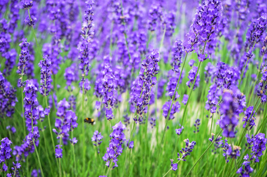 Lavender Angustifolia Hidcote Blue - 500x Seeds - Flower