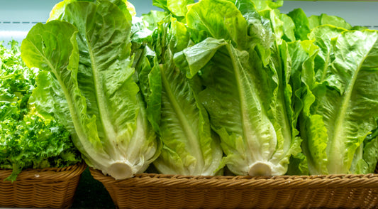 Cos Lettuce Paris White Fresh Vegetable Seeds - 1000x Seeds - Vegetable