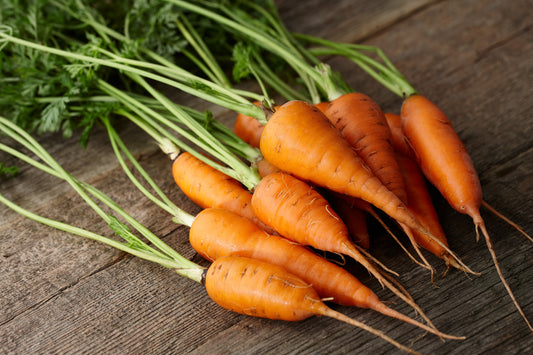 Carrot Chantenay Royal - 1500x Seeds - Vegetable