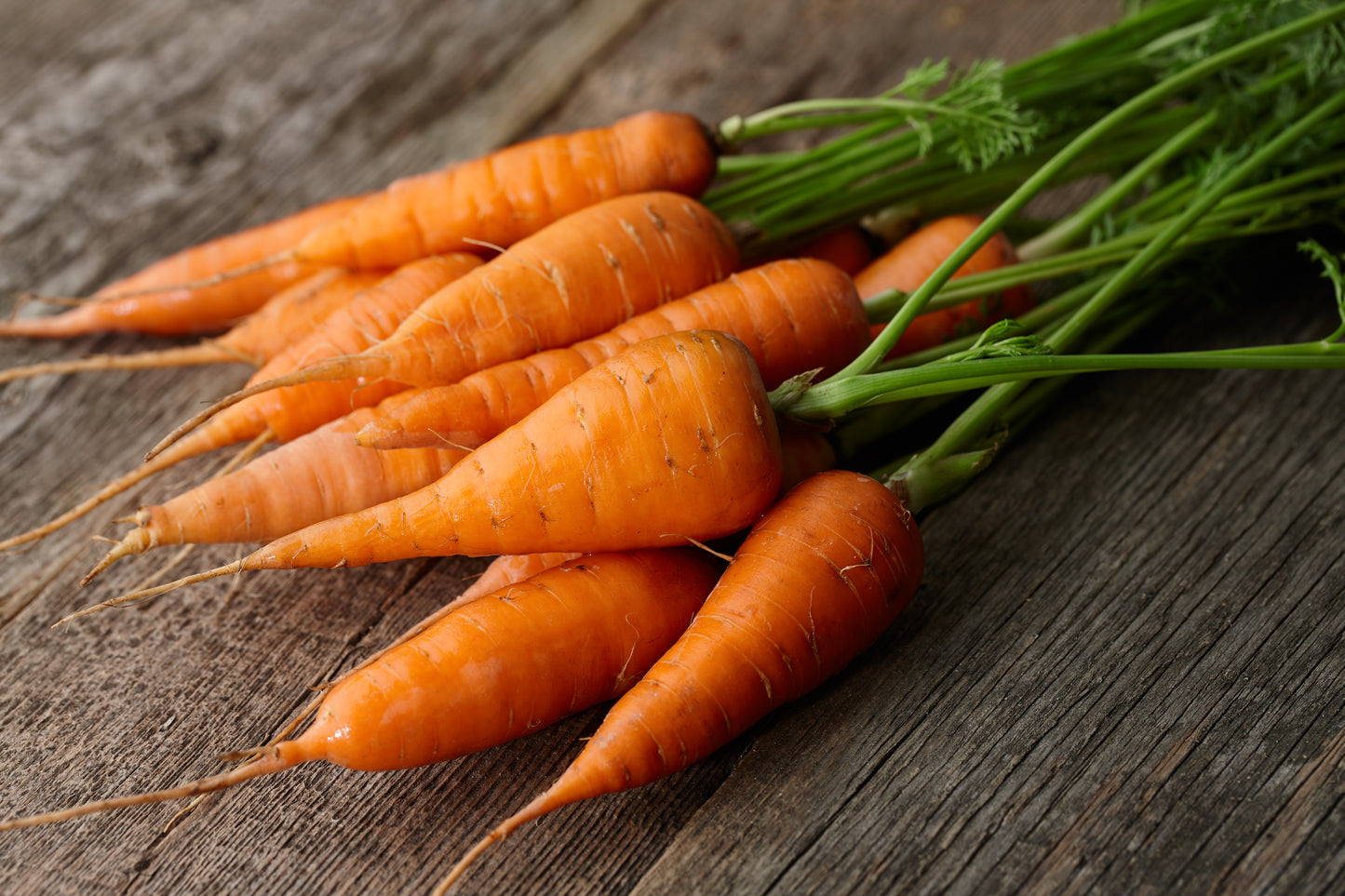 Carrot Chantenay Red Cored Vegetable Seeds - 1200 Seeds