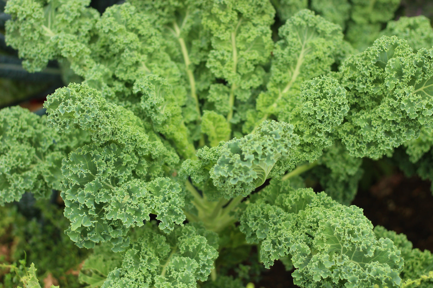 Kale Borecole Vates - Blue Curled - 1700x Seeds - Vegetable