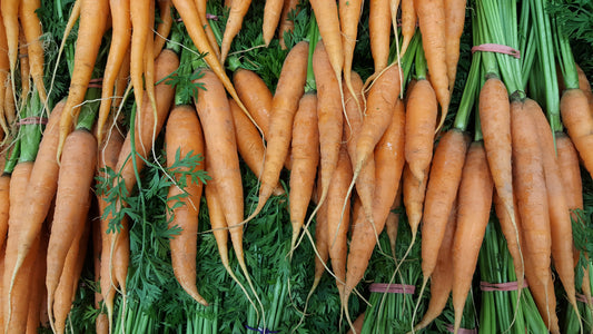 3700x Carrot Autumn King 2 Seeds - Vegetable