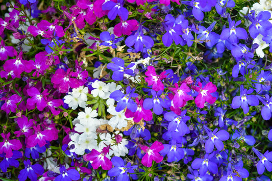 TRAILING LOBELIA CASCADE MIX - 3600 seeds - Lobelia String  - BALCONY FLOWER