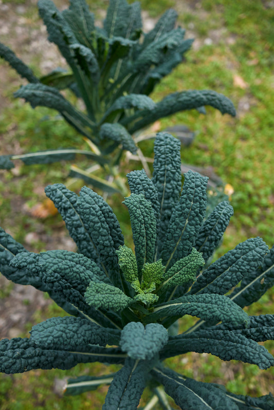 1100x Kale Borecole Black Tuscan Nero Di Toscana  Seeds - Vegetable