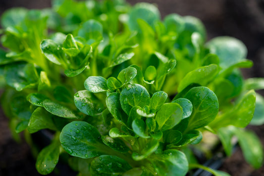 800x Corn Salad Lambs Lettuce Seeds - Vegetable