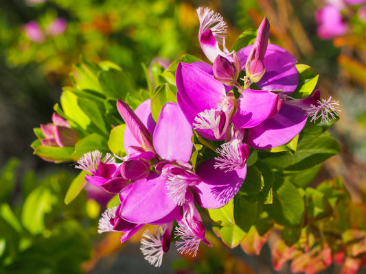 Sweet Pea Grandiflora Matucana - 10x seeds - Flower