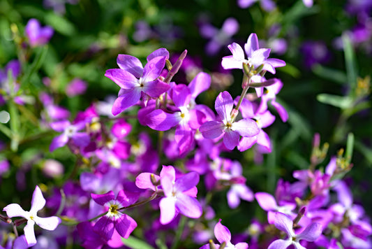 Night Scented Stock 300x Seeds - Matthiola bicornis - Sweet Fragrant