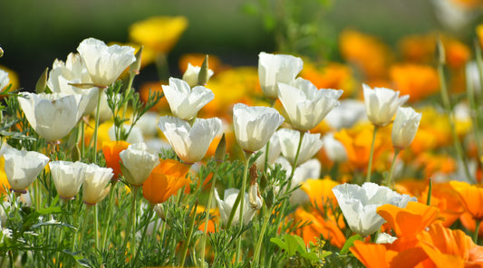 2500x California Poppy Single Mix Seeds - Flower