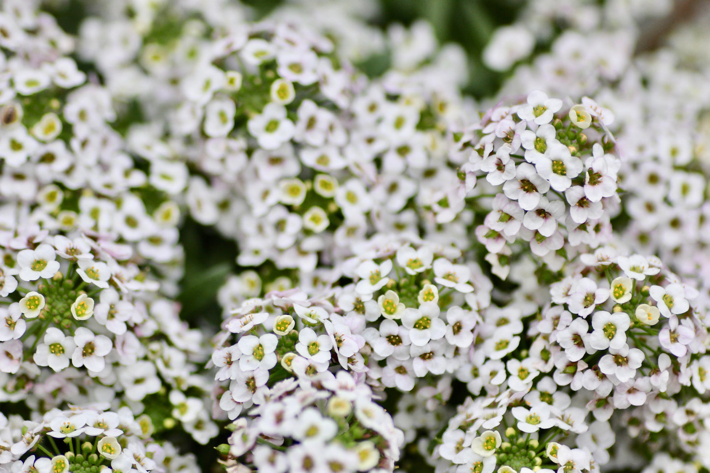 Alyssum White Snowcloth - 2500 seeds - Honey Fragrant - Snow