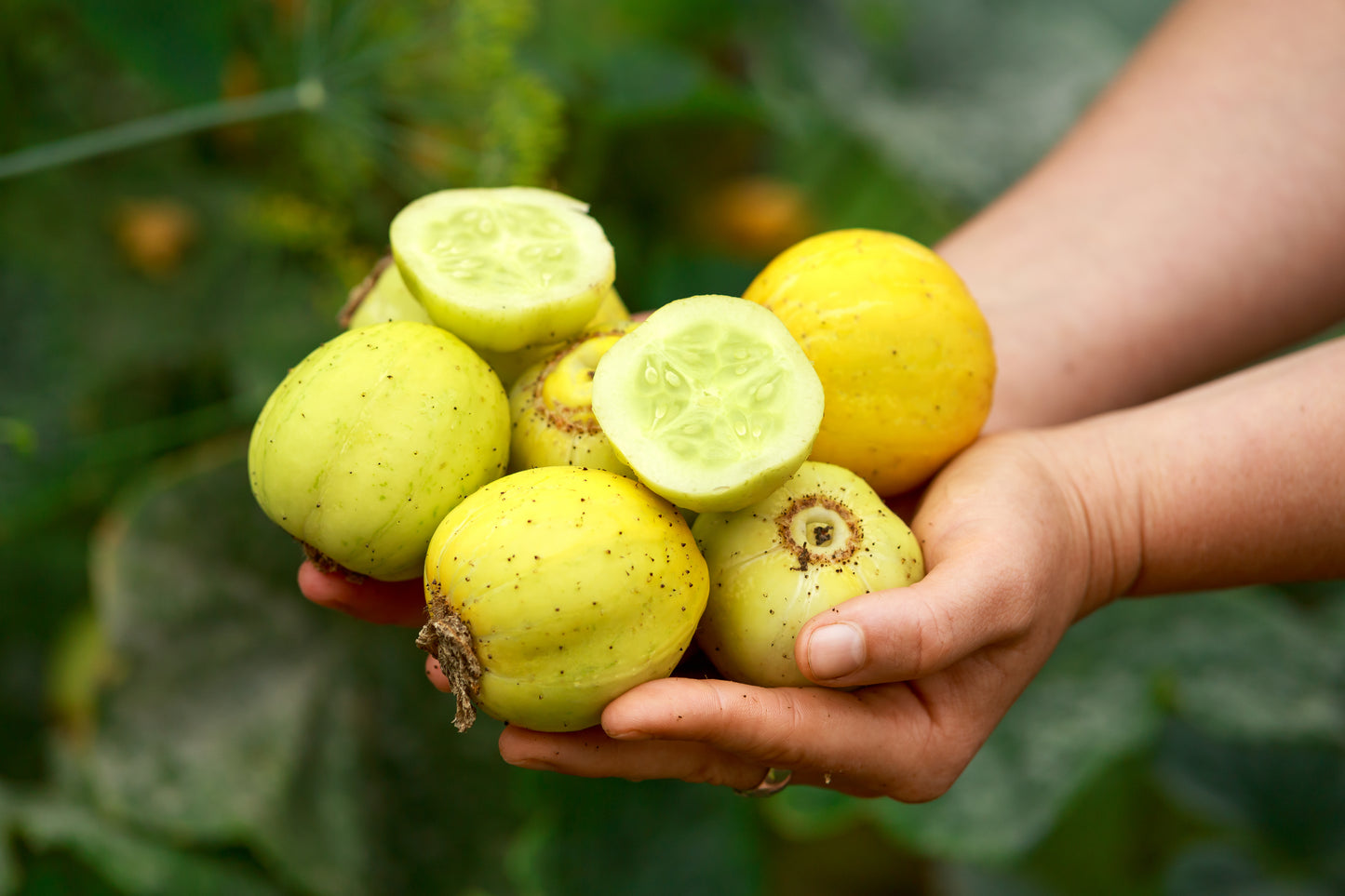 Cucumber Seeds x 40 - Crystal Lemon Round Yellow - Vegetable