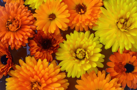 110x Calendula Wintersun Annual Seeds - Flower