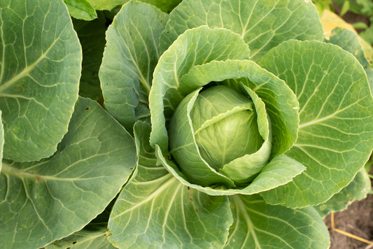 Cabbage Golden Acre - 500x Seeds - Vegetable