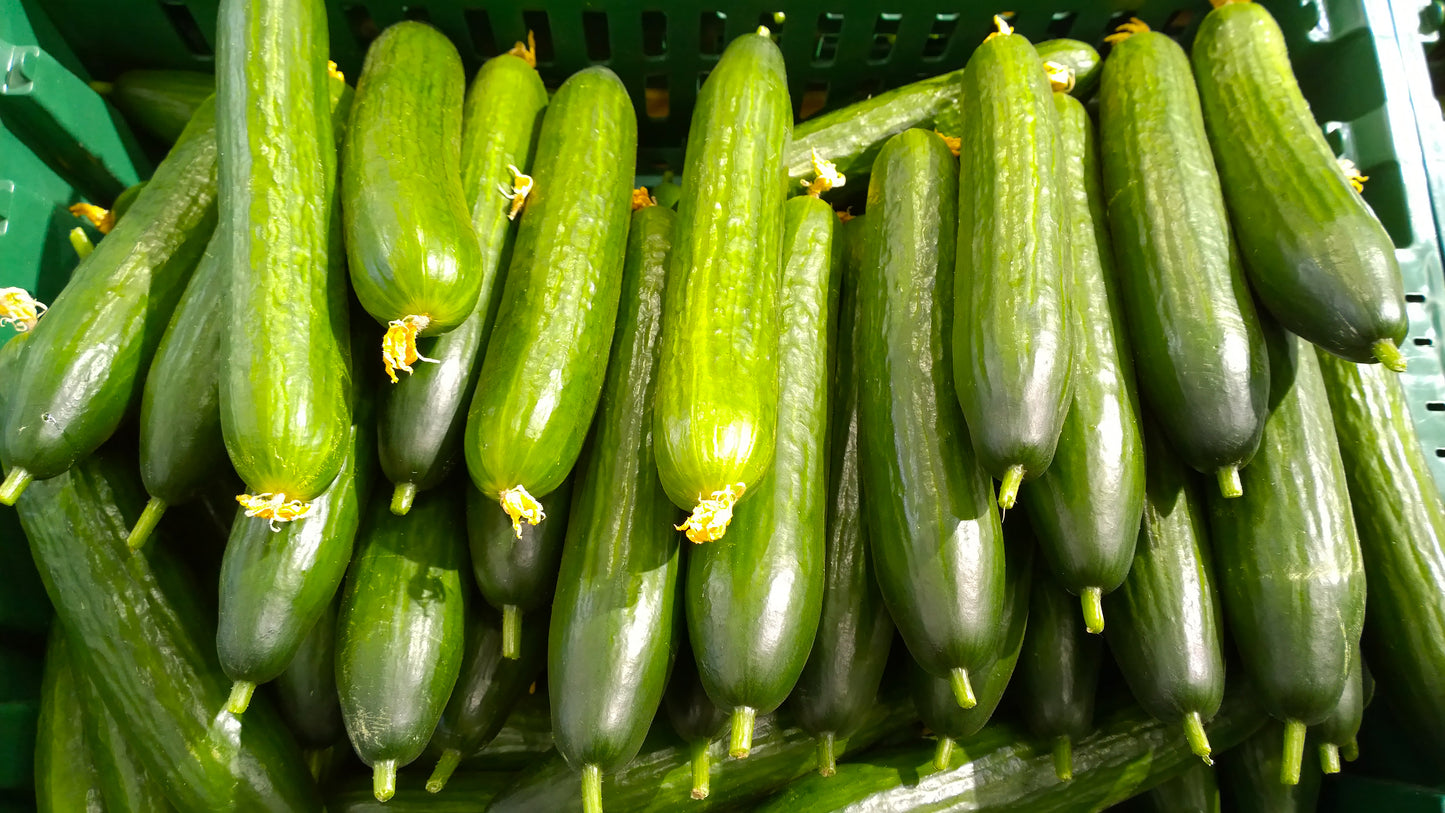 Cucumber Early Spring Burpless F1  30x seeds - Vegetable