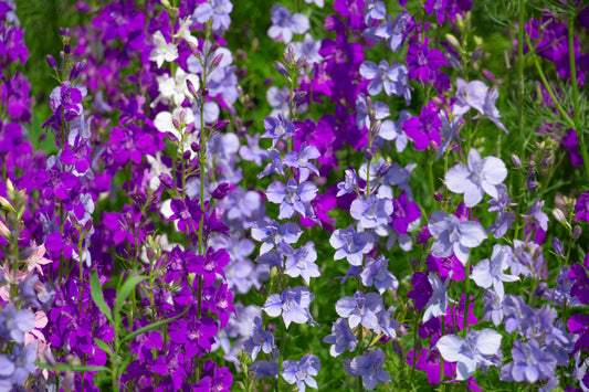 Larkspur Giant Imperial Mix - 500x seeds - Delphinium - Flower