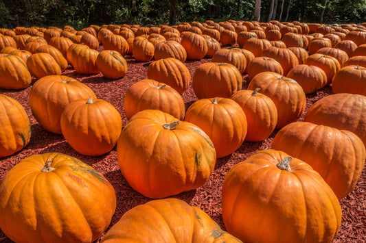 Super Max Pumpkin Trailing - 10x Seeds - Grows 45Kg