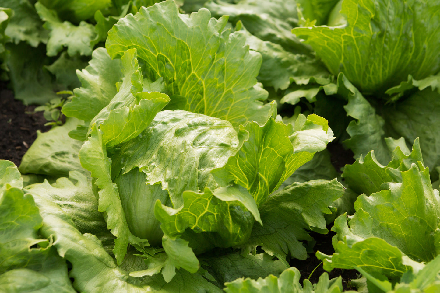 1100x Lettuce Iceberg Ice Queen Seeds - Vegetable