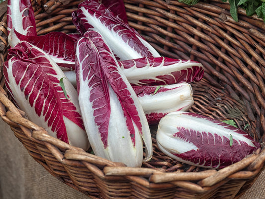 Chicory Rossa Di Treviso - 1000x Seeds - Vegetable