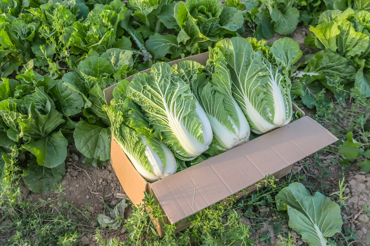 Chinese Cabbage Wong Bok - 500x Seeds - Vegetable