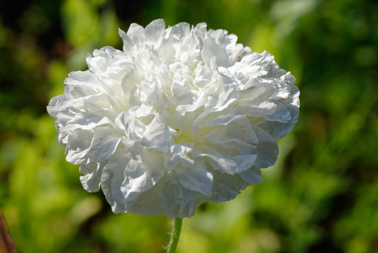 White Cream Peony Poppy Papaver Paeoniflorum - 600x Seeds  - Double Flower